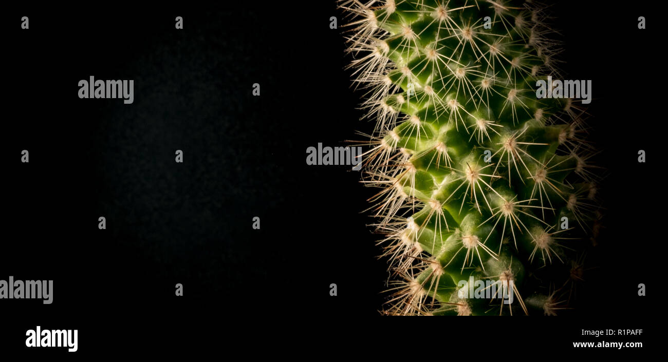 Cactus in a pot on a black background closeup 2018 Stock Photo
