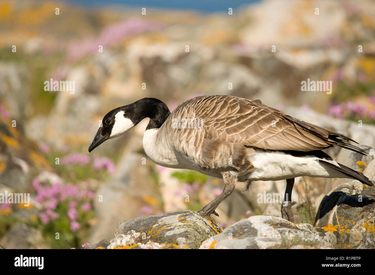 The Canada goose (Branta canadensis) is a large wild goose species with a  black head and neck, white cheeks, white under its chin, and a brown body. N  Stock Photo - Alamy