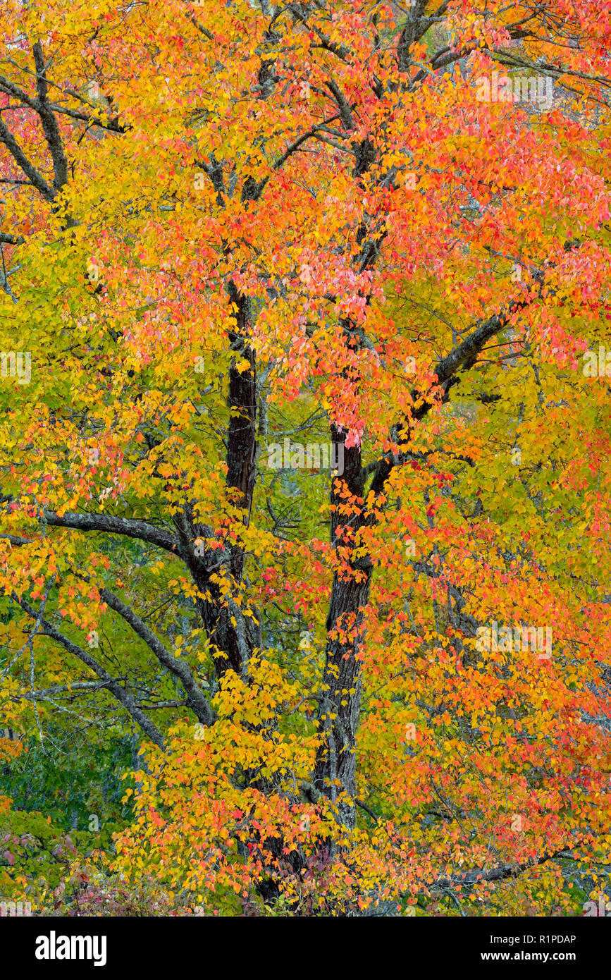 Autumn foliage on the Blue Ridge Parkway, Blue Ridge Parkway, North
