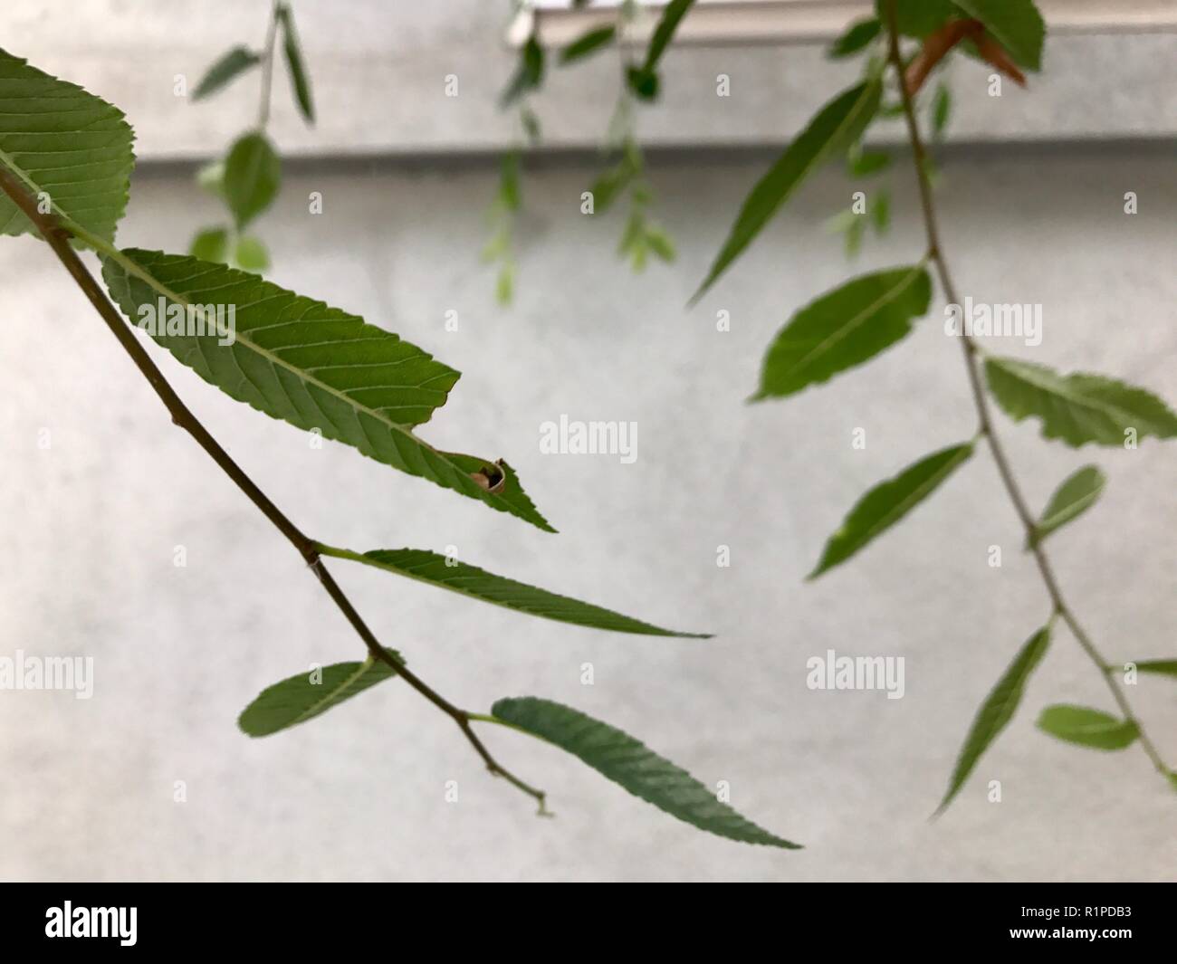 Green Creeper Plant Growing on an Exterior Wall Stock Photo Alamy