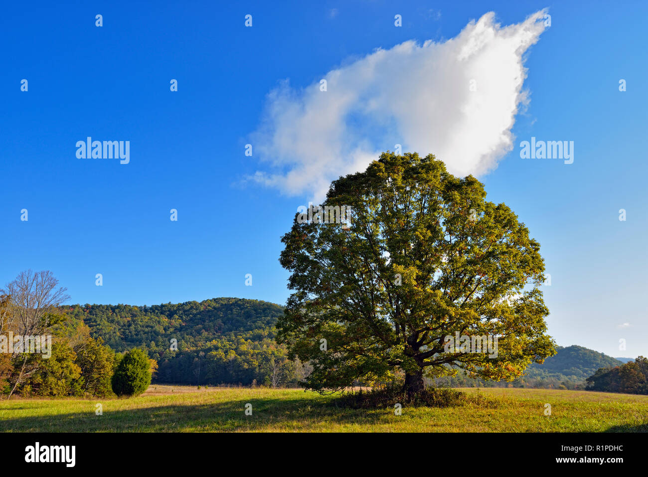 A large oak tree in a pasture in Cades Cove, Great Smoky Mountains