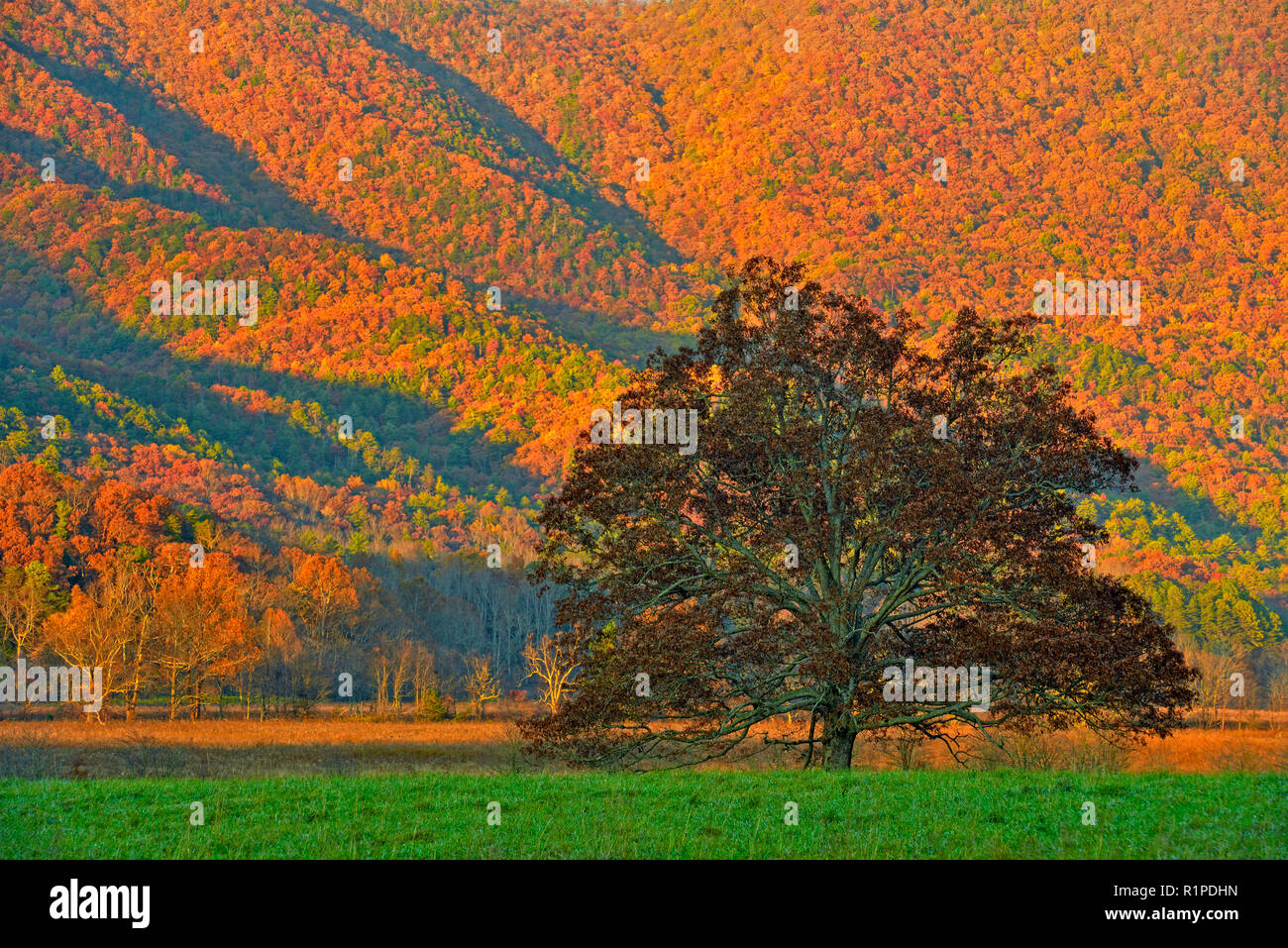 Autumn colour in Cades Cove mountain slopes and oak tree, Great Smoky