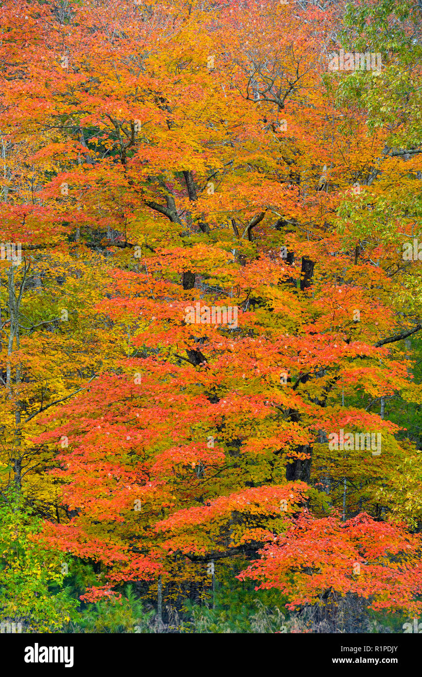 Autumn colour in Cades Cove, Great Smoky Mountains National Park, Tennessee, USA Stock Photo