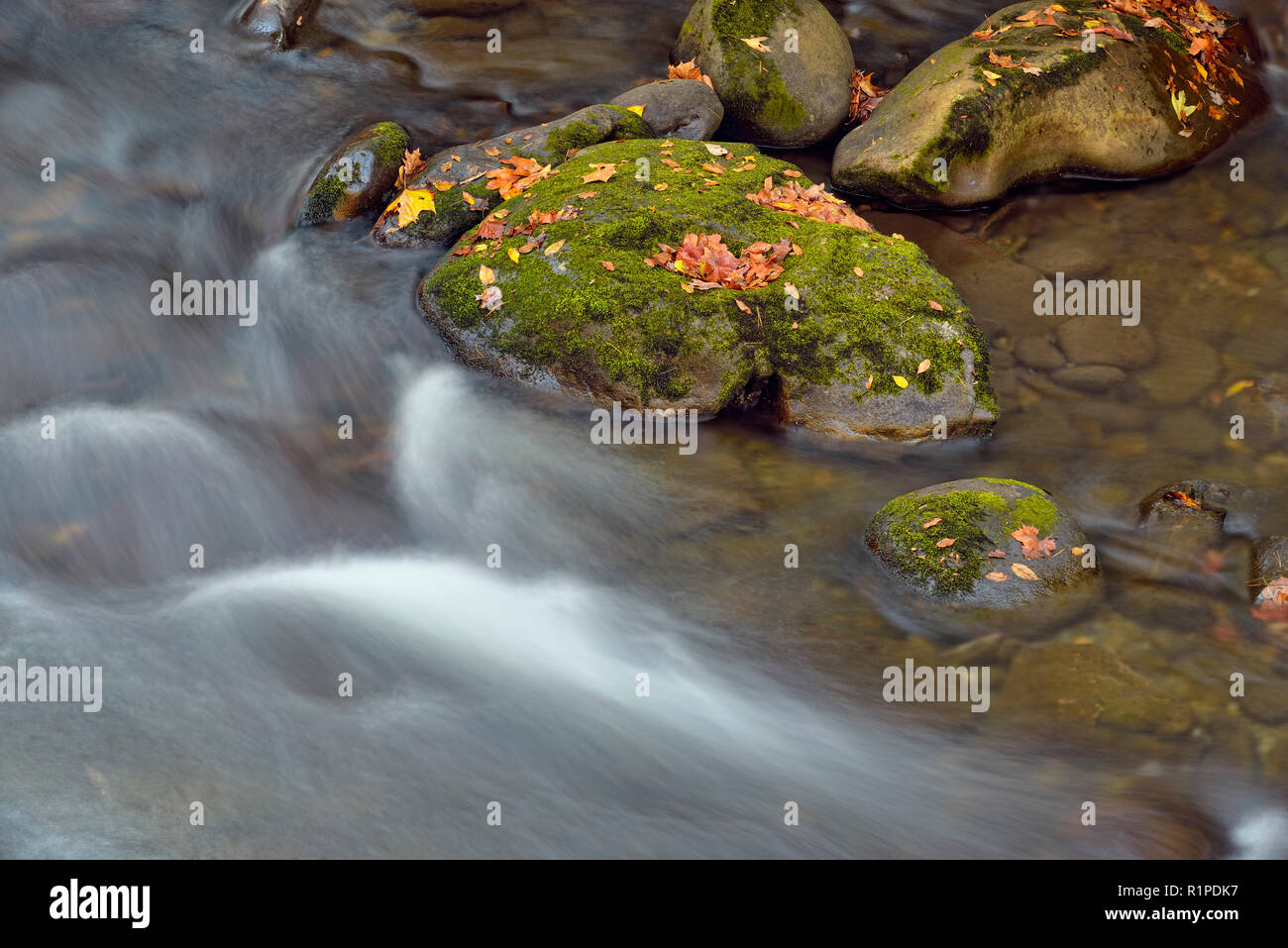 Rocks with moss and fallen leaves in rapids in the Little River, Great Smoky Mountains National Park, Tennessee, USA Stock Photo