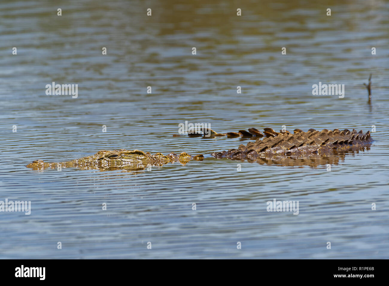 Nile crocodile (Crocodylus niloticus) in water, Sunset Dam, Kruger National Park, Mpumalanga, South Africa, Africa Stock Photo