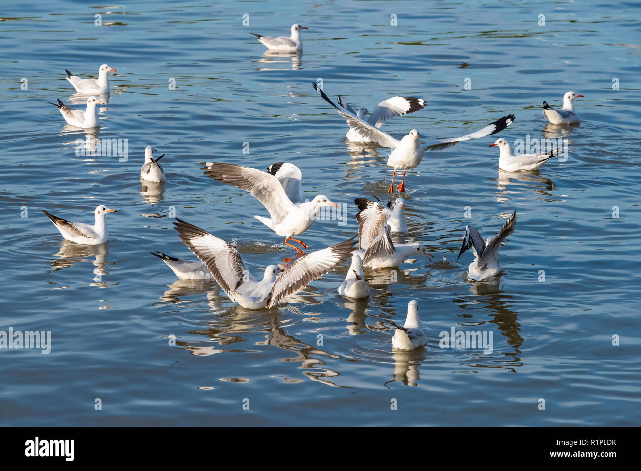 A flock of seagulls finding food from the sea water at Bang Pu recreational center, Thailand Stock Photo