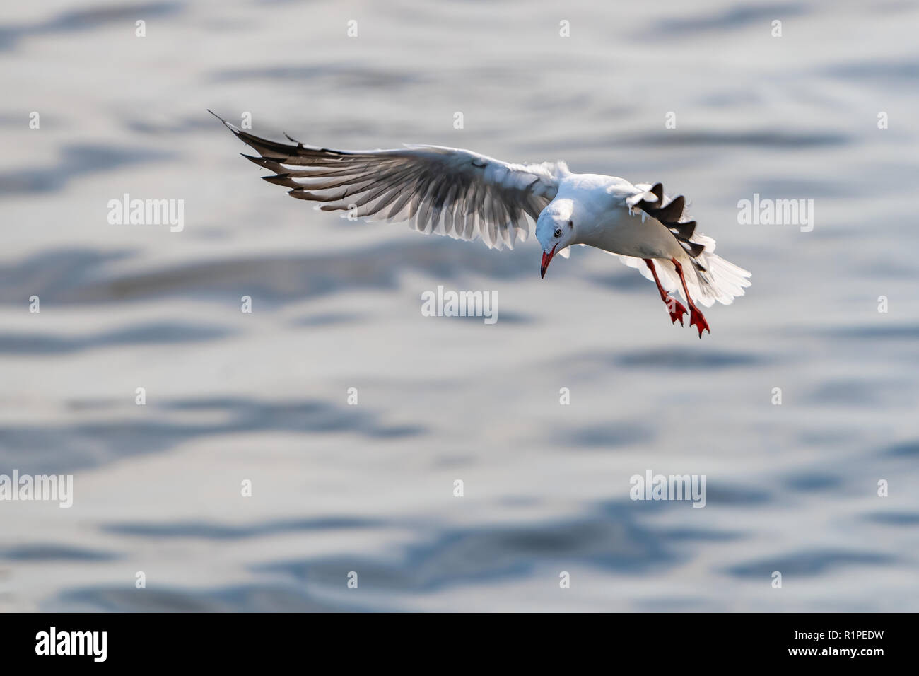 A seagull in flight with the background of sea water at Bang Pu recreational center, Thailand Stock Photo