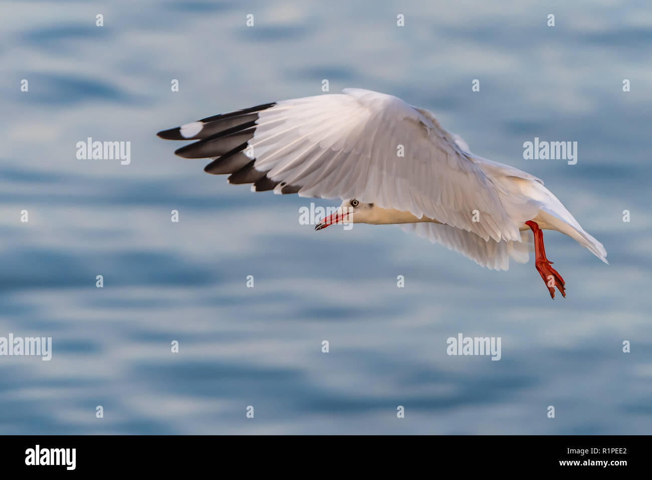 A seagull in flight with the background of blue sea water at Bang Pu recreational center, Thailand Stock Photo