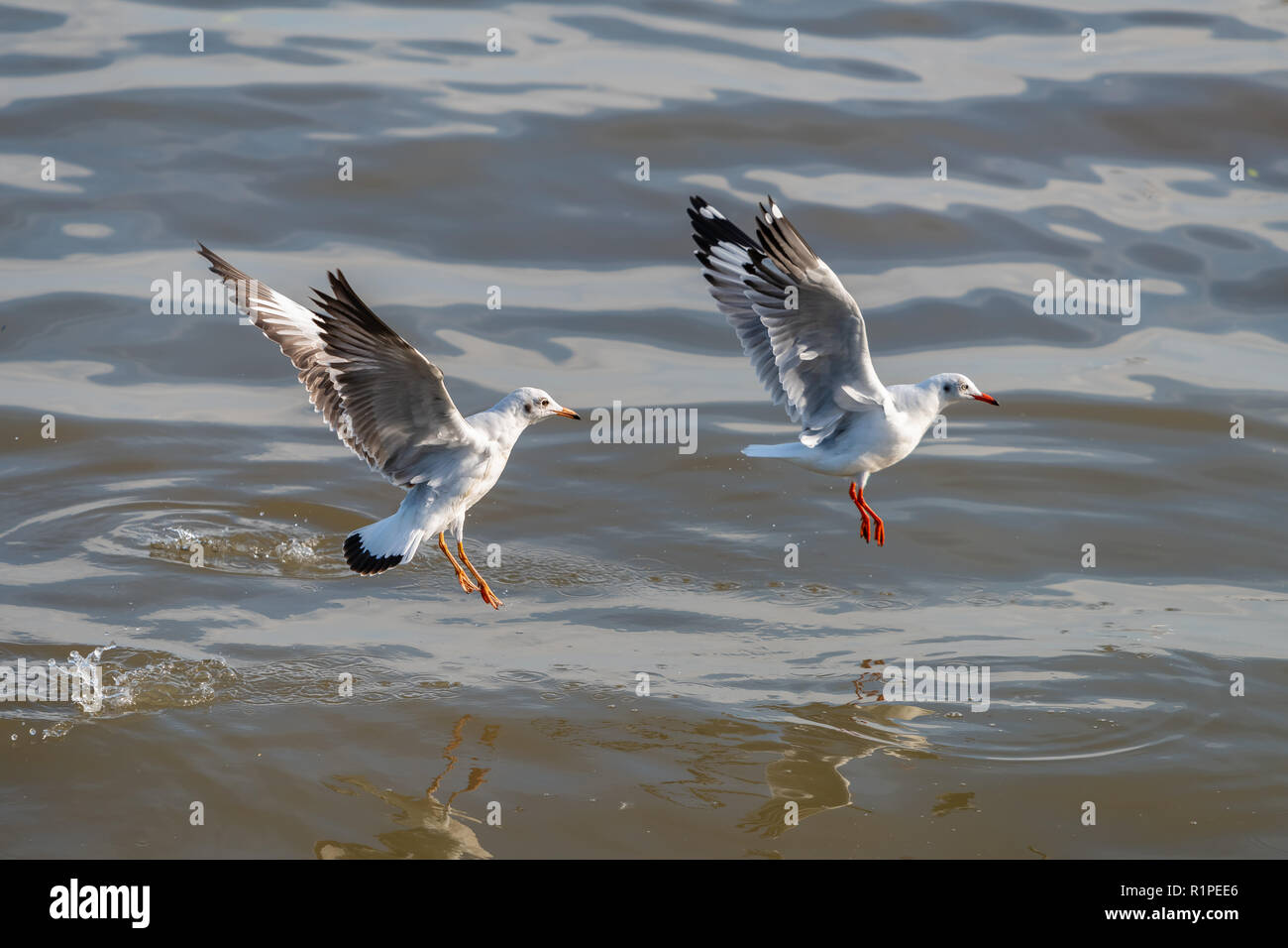 Two seagulls just taking off from the water at Bang Pu recreational center, Thailand Stock Photo