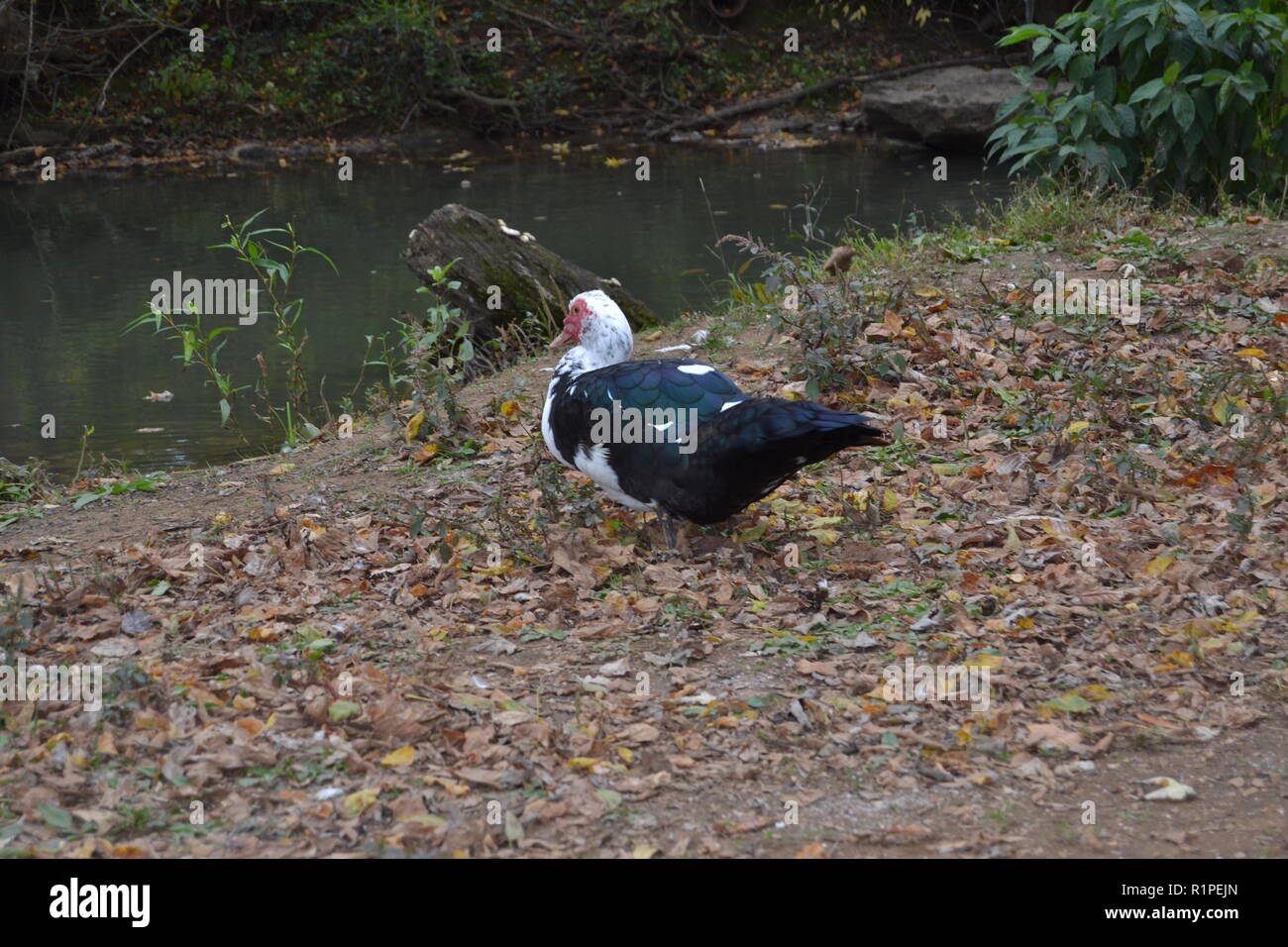 Portrait of a Muscovy duck sitting in Sweetwater duck park in
