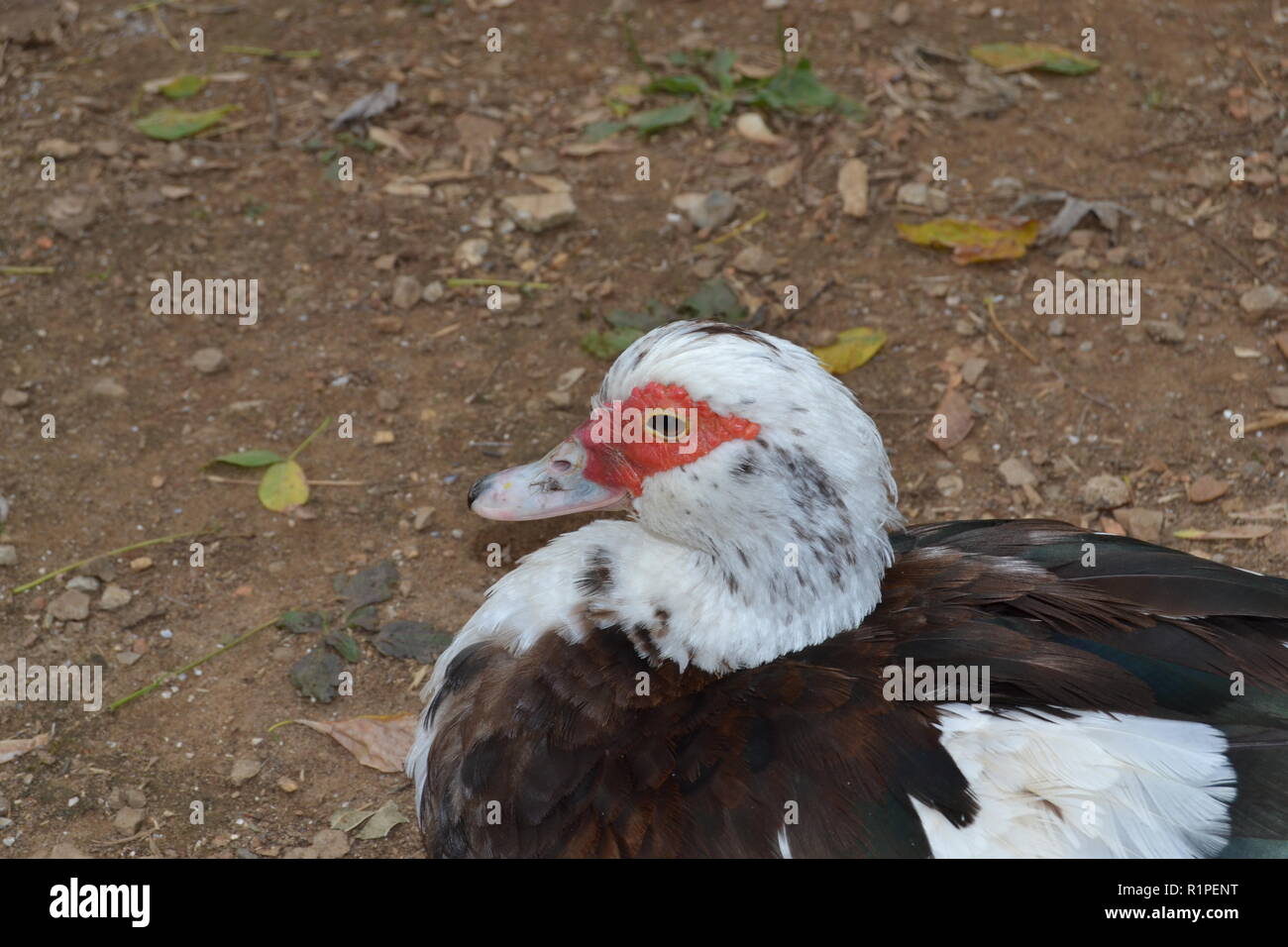 Portrait of a Muscovy duck sitting in Sweetwater duck park in Sweetwater, TN. Stock Photo