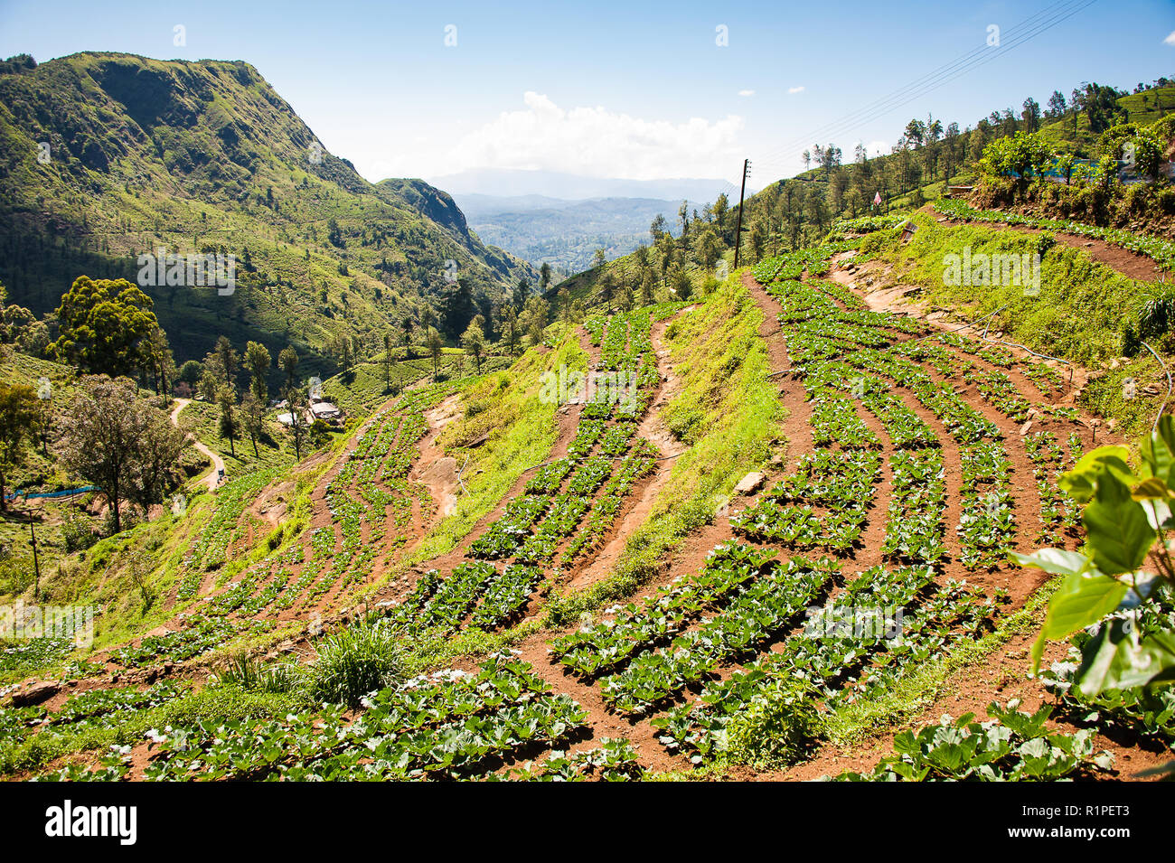 Cultivated hillside tea and vegetable plantations, in the Sri Lanka