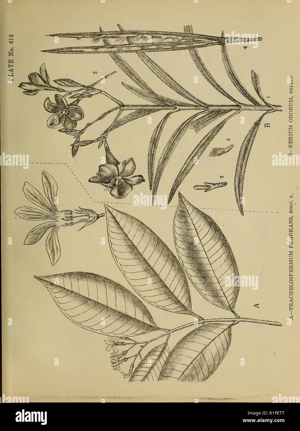 Indian Medicinal Plants (Plates Vol 4 Stock Photo - Alamy