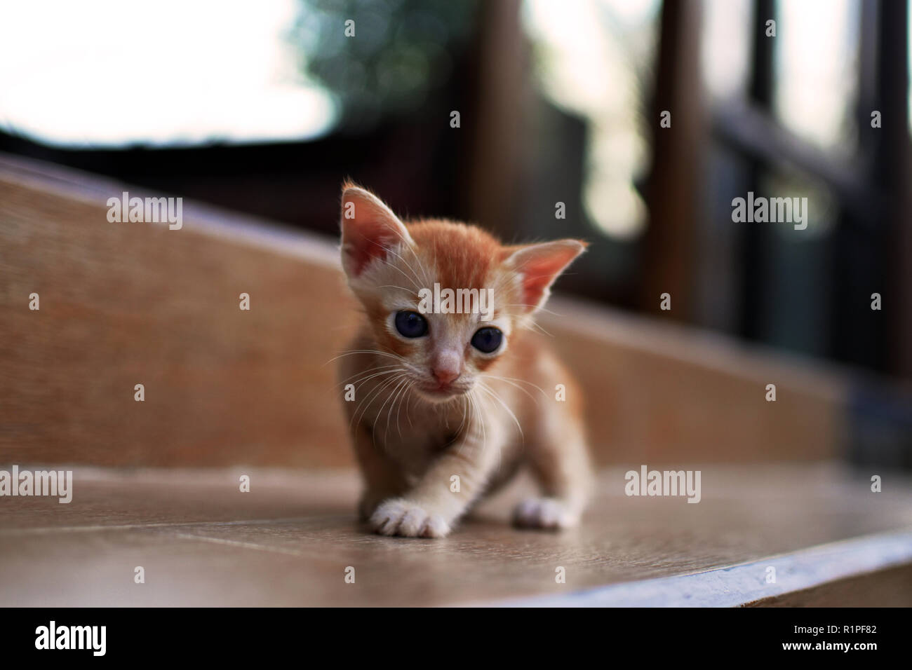 Newborn Red Kitten New Born Baby Cat Cute Baby Cat Close Photo