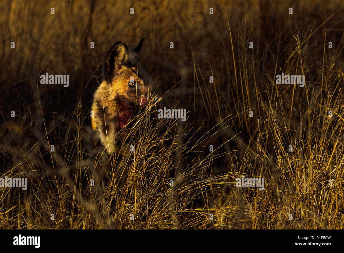 Portrait of an African Wild Dog, standing in tall grass during soft golden afternoon light Stock Photo