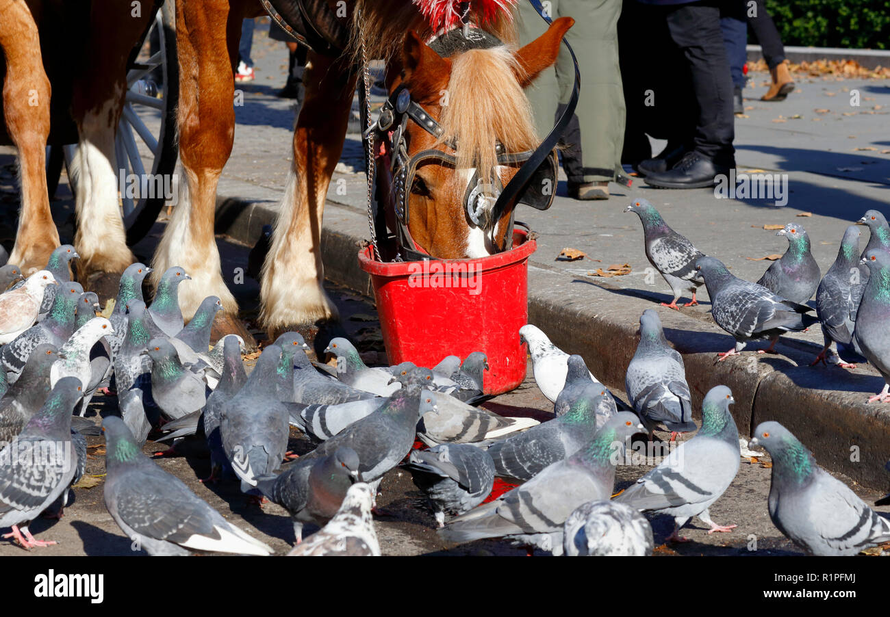 Hungry pigeons (Columba livia domestica) eagerly await to attack a horse's feed bag in Central Park, New York, NY. Stock Photo