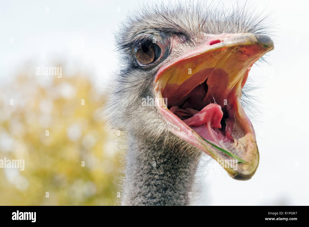 Angry Ostrich Close up portrait, Close up ostrich head (Struthio camelus) Stock Photo