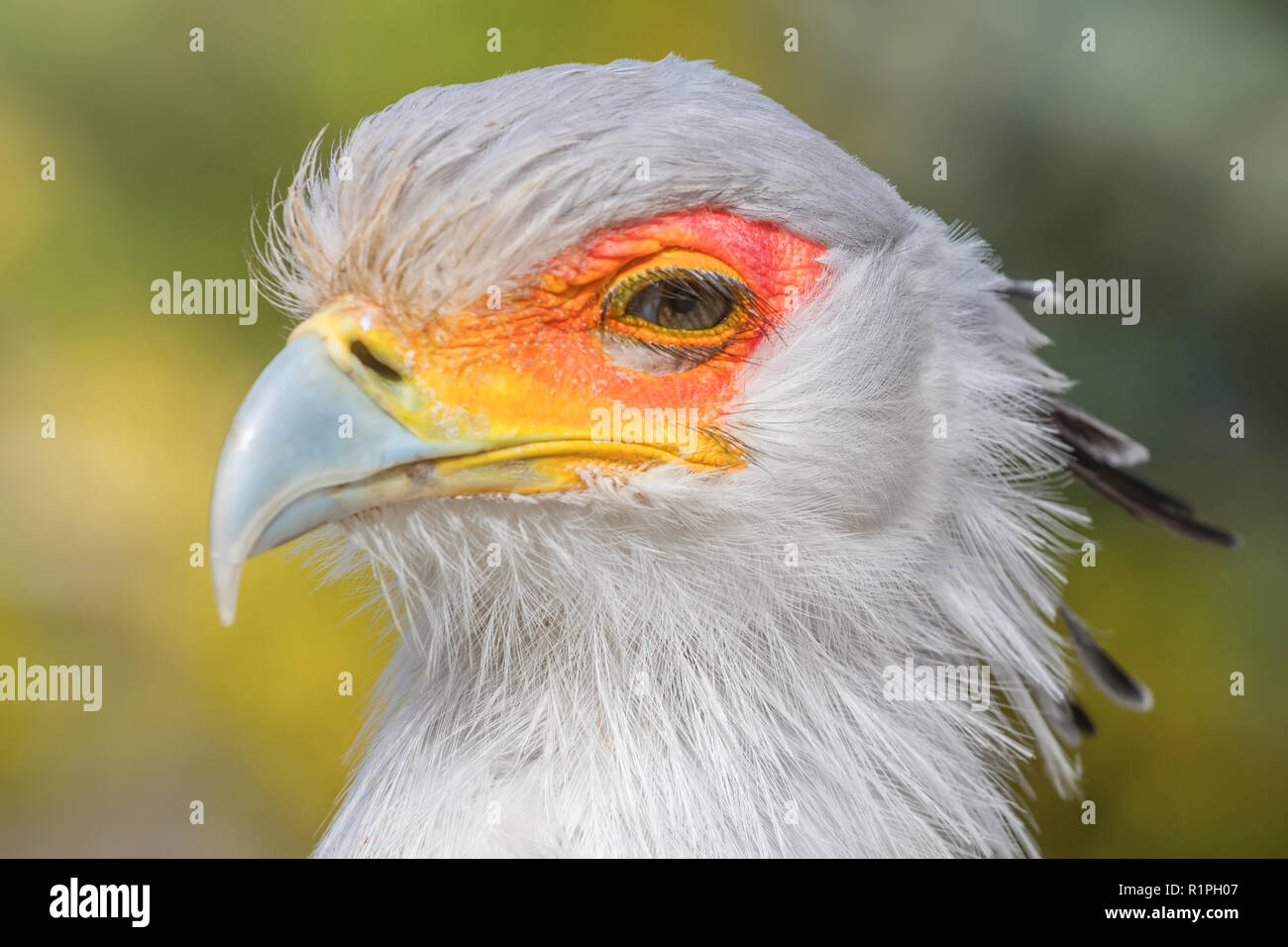 Secretarybird Close up portrait, African bird of prey (Sagittarius ...