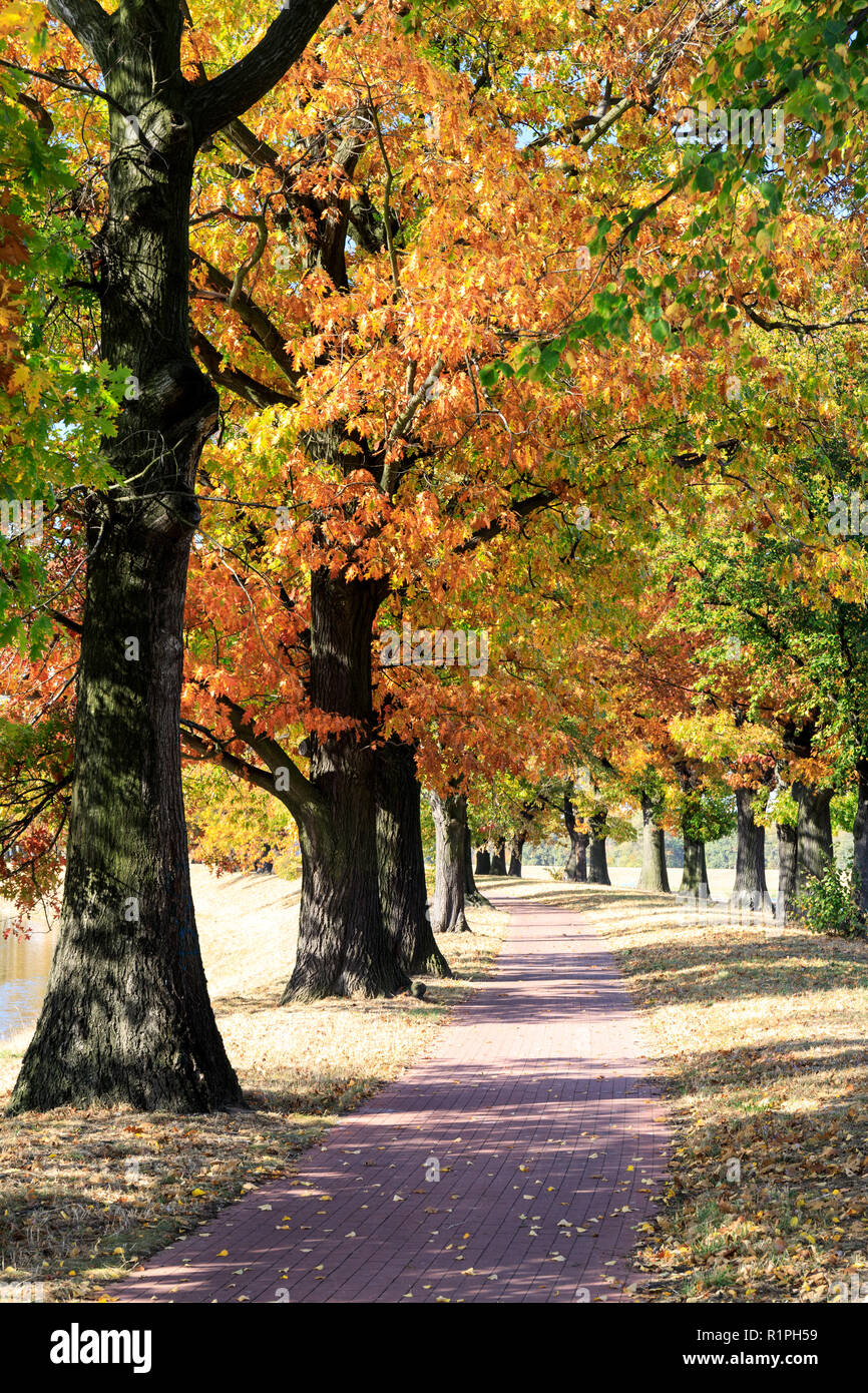 Autumn alley of old trees. Pasterska, Wrocław. Poland Stock Photo