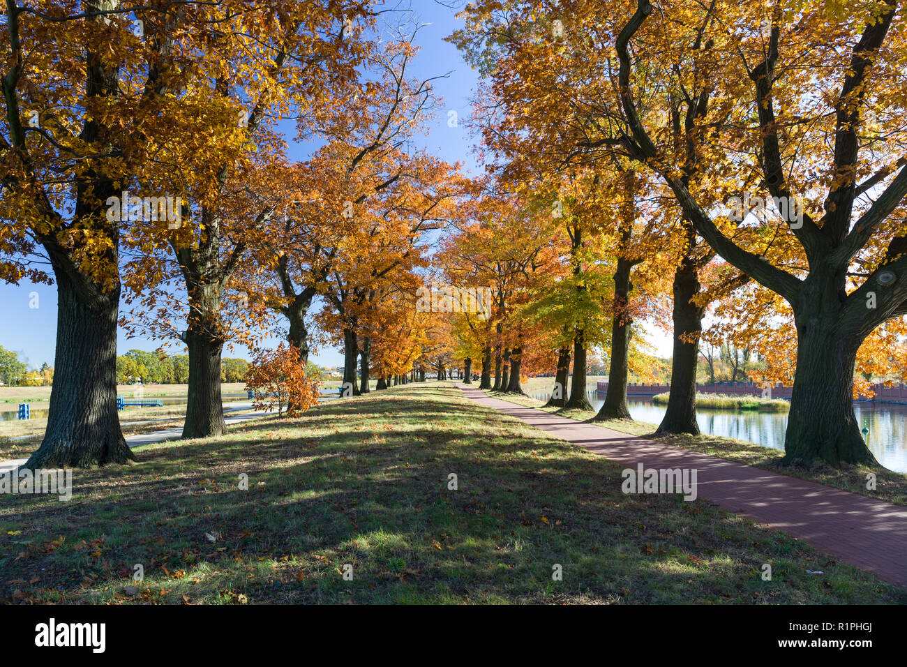 Autumn alley of old trees. Pasterska, Wrocław. Poland Stock Photo