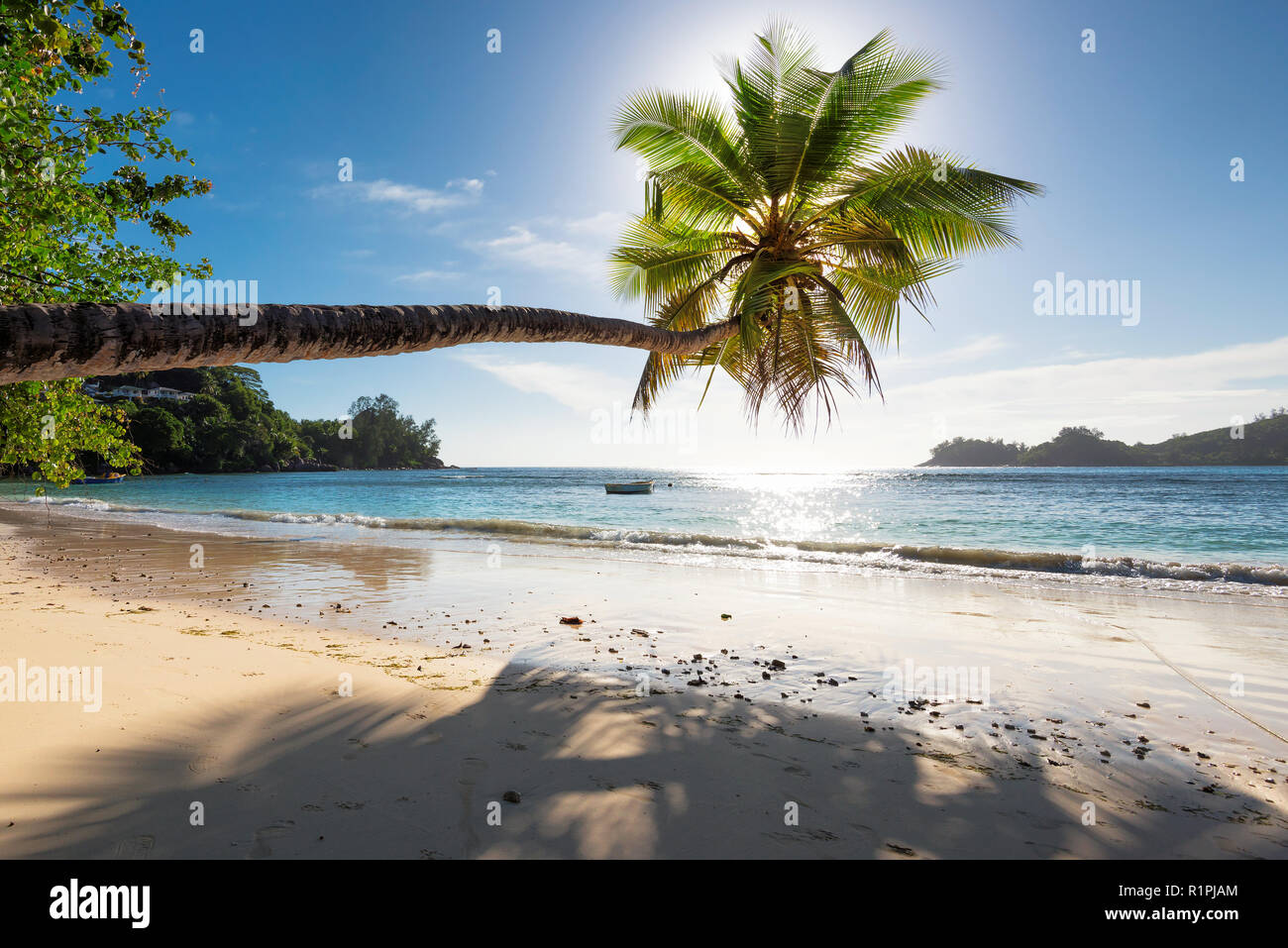 Coconut palm on tropical beach Stock Photo Alamy