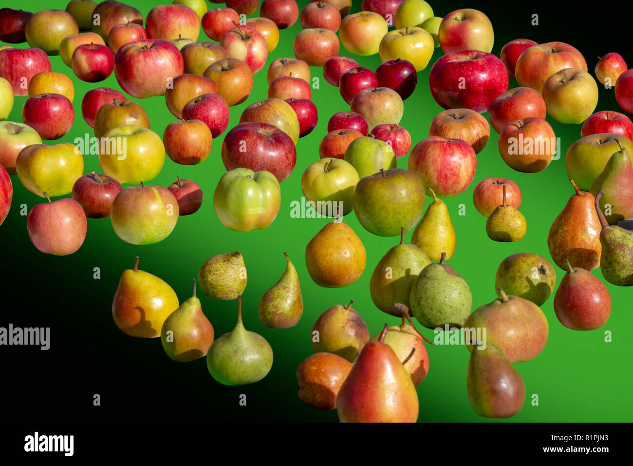 various apple and pear breeds in gradient green back Stock Photo Alamy