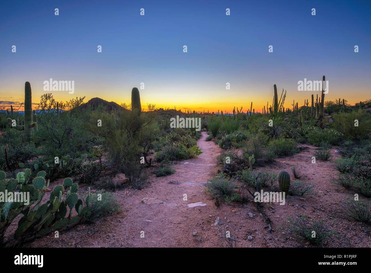 Sunset in Saguaro National Park in Arizona Stock Photo