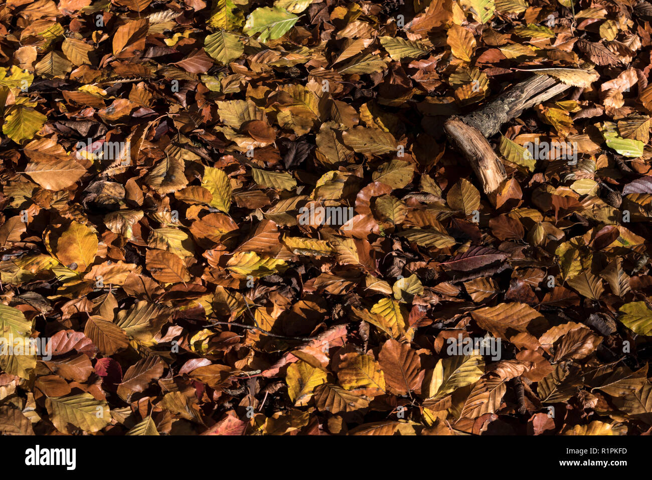 A carpet of fallen autumn leaves on the woodland floor in a beach wood near Marlow in Buckinghamshire, Britain Stock Photo