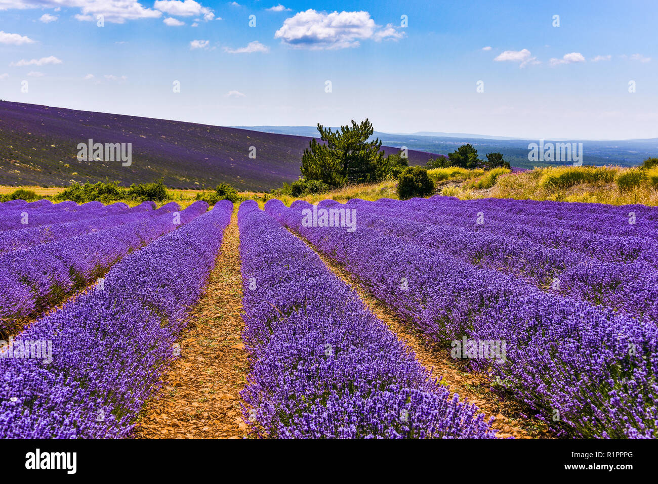 lavender fields in full bloom, Ferrassières, Provence, France Stock Photo