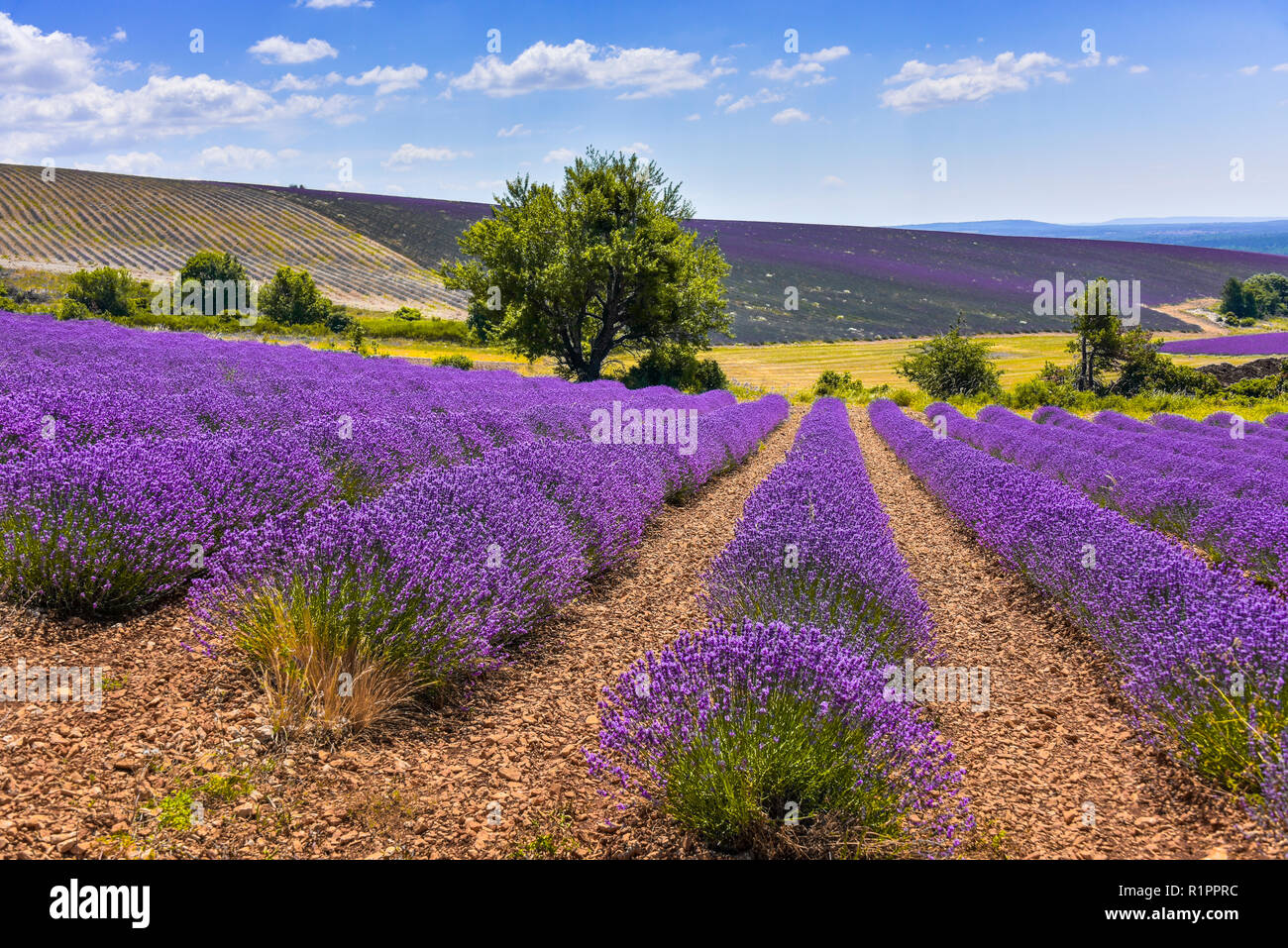 lavender field with landcape and tree, Ferrassières, Provence, France Stock Photo