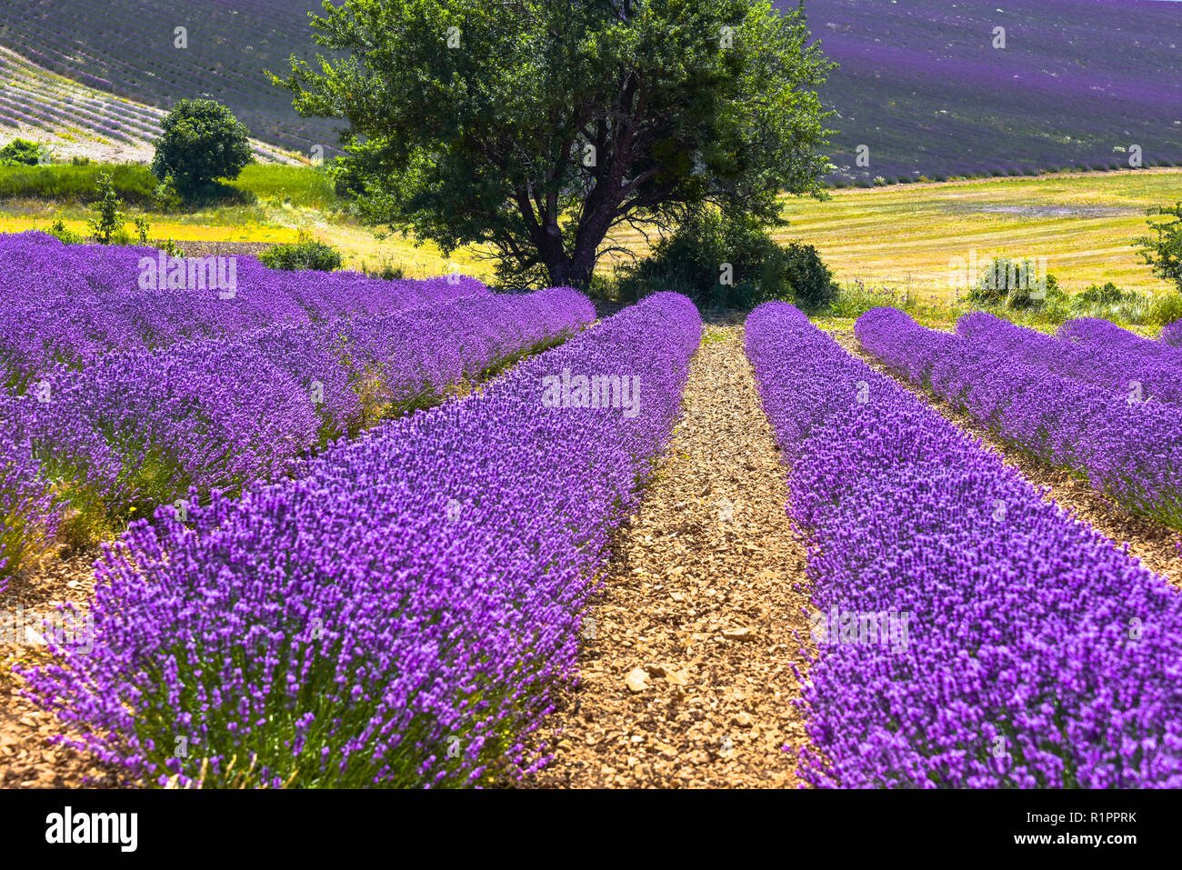 lavender field with landcape and tree, Ferrassières, Provence, France Stock Photo