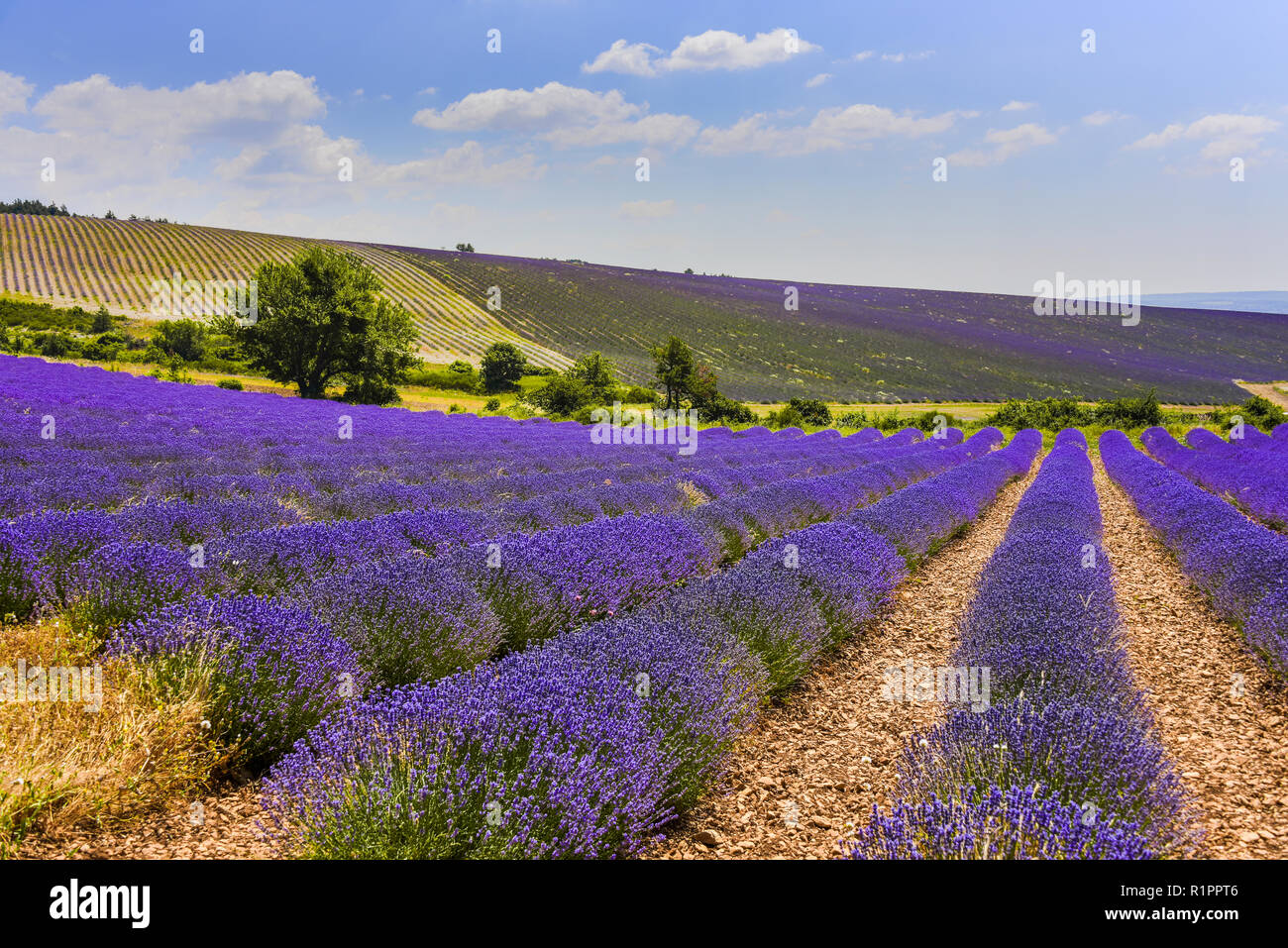 lavender fields and landscape, panorama near Ferrassières, Provence, France Stock Photo