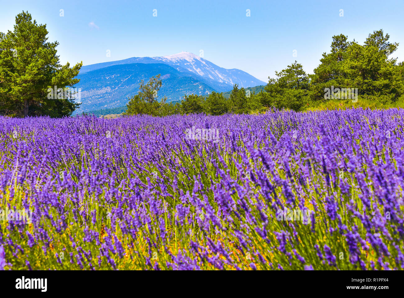 mountain Mont Ventoux with lavender field in foreground, village Ferrassières, Provence, France Stock Photo