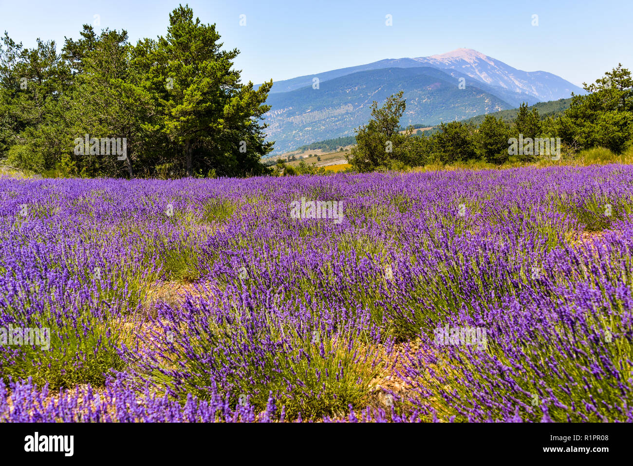 mountain Mont Ventoux with lavender field in foreground, village Ferrassières, Provence, France Stock Photo