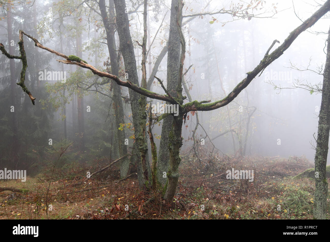 Fog in the forest in autumn - old tree - haunted forest Stock Photo