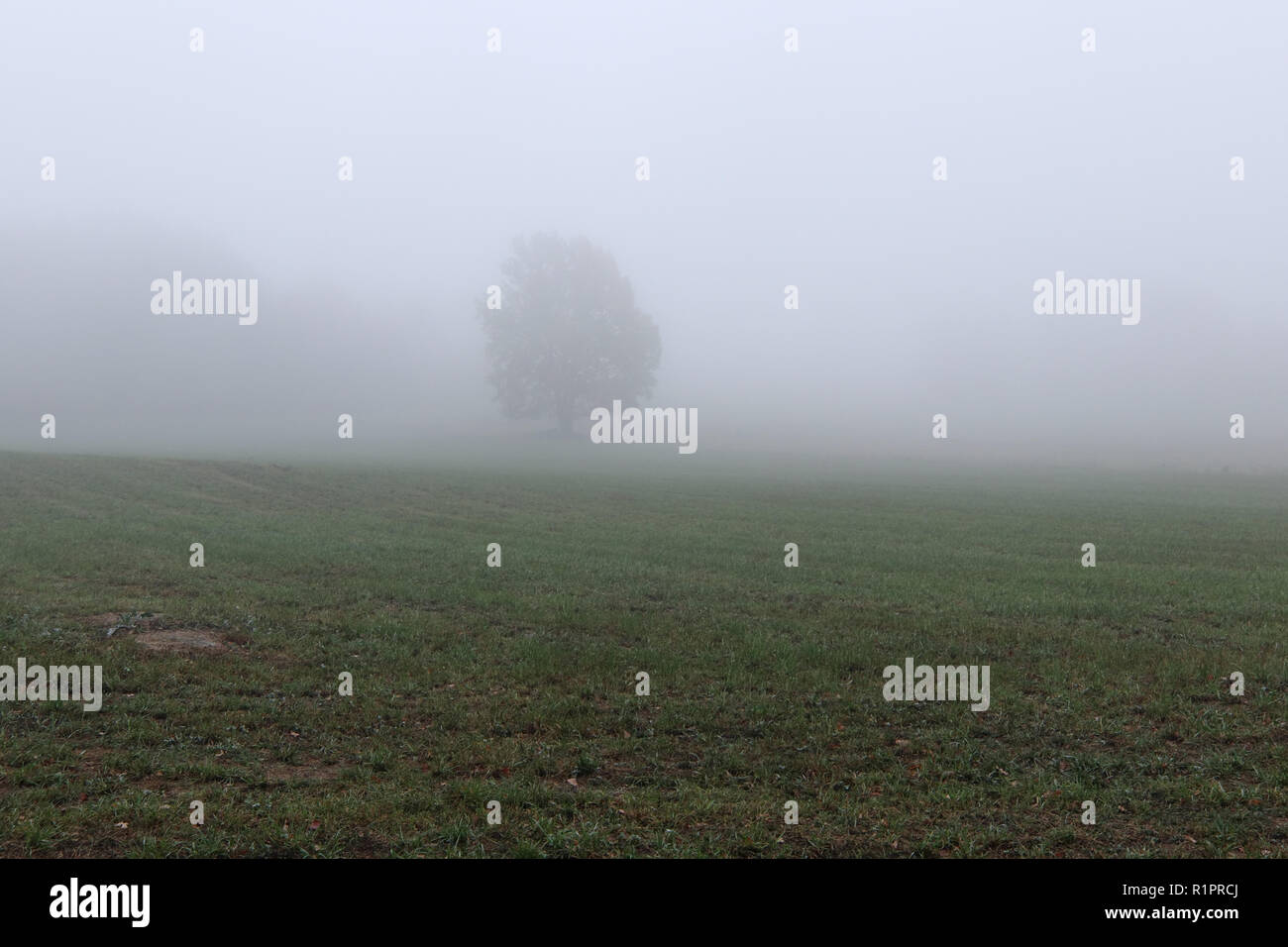 Lonely tree in the dense fog Stock Photo - Alamy