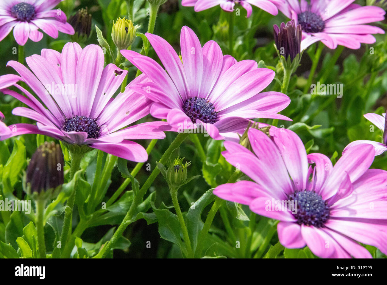 Purple flowers with green background Stock Photo