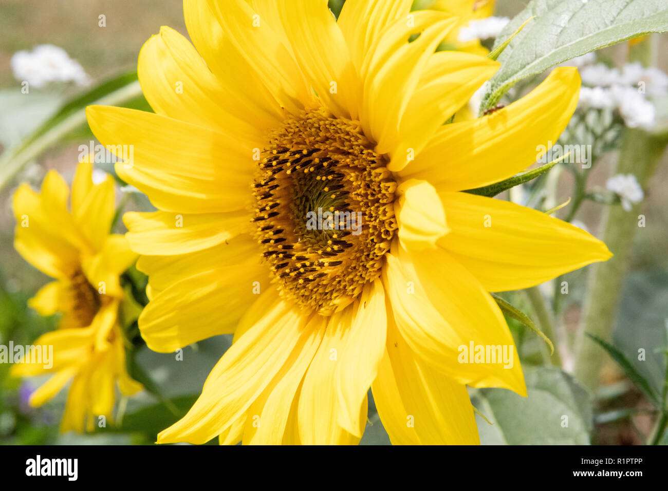 Yellow sunflower close up Stock Photo