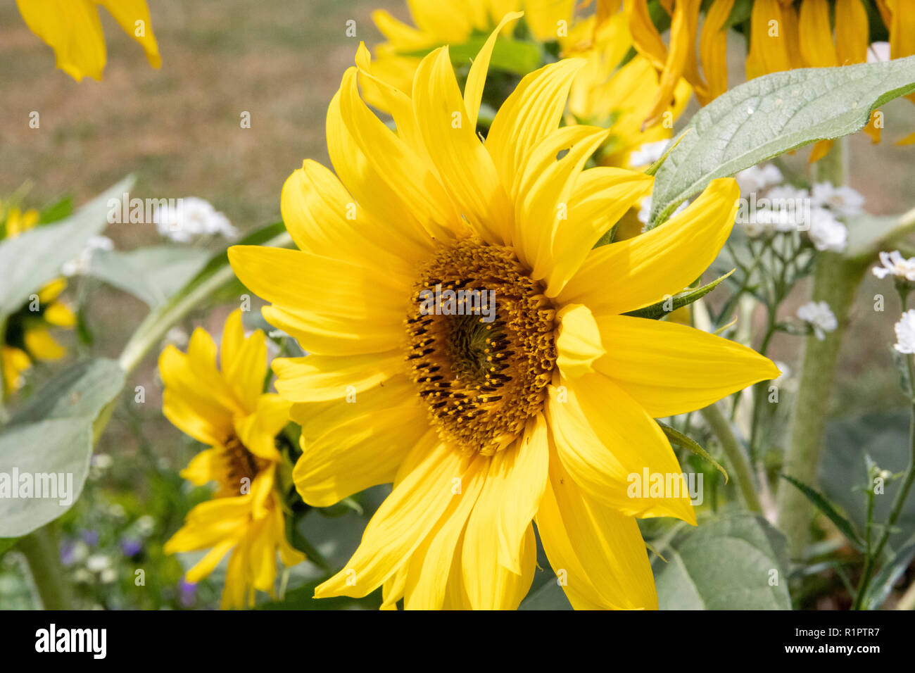 Yellow sunflower close up Stock Photo