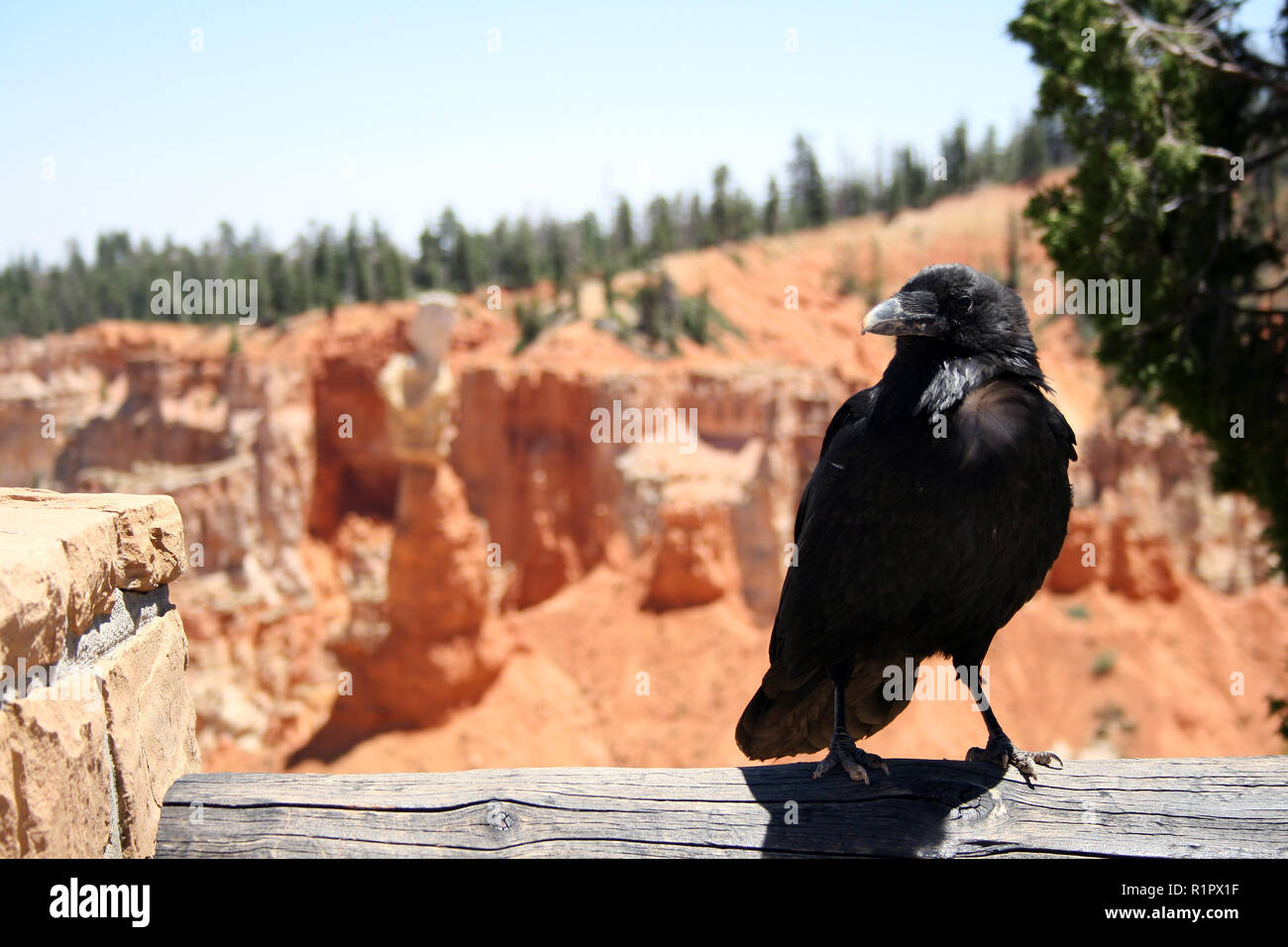 Black crow perched upon a wood railing in Bryce Canyon National Park