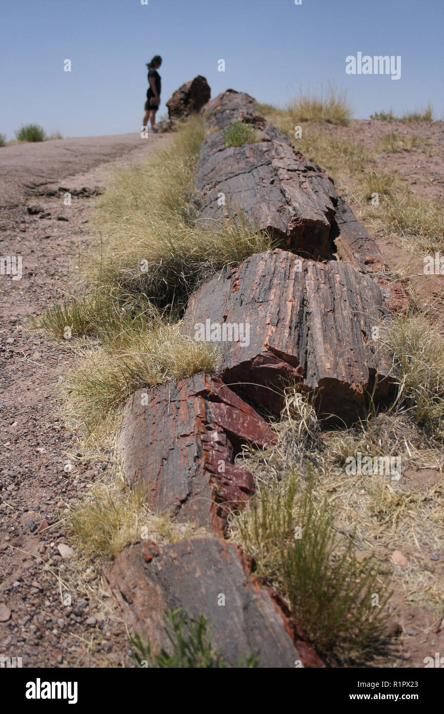 Woman examines a petrified tree trunk in Petrified Forest National Park, Arizona Stock Photo