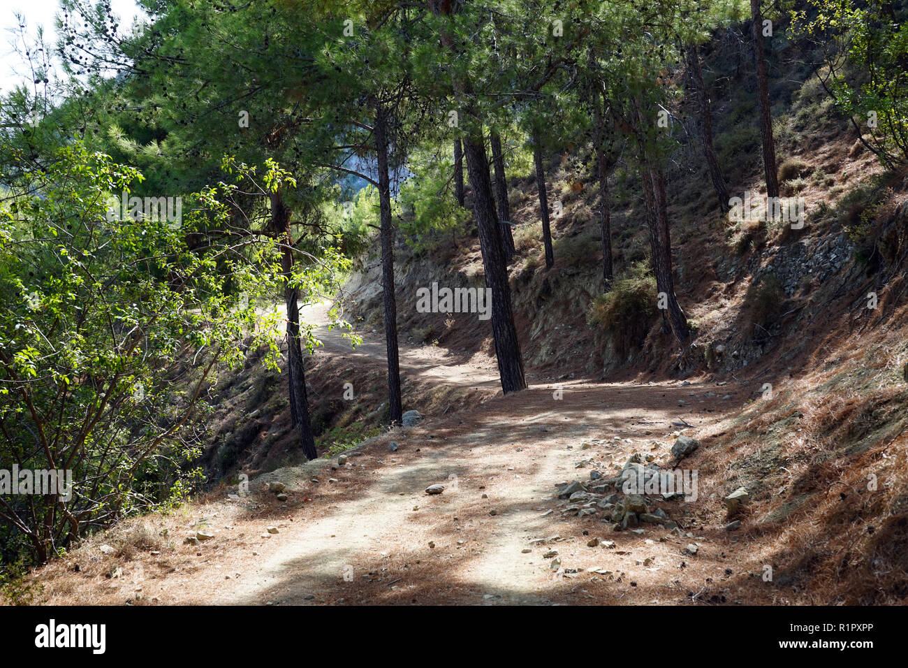 Dirt road in pine tree forest Stock Photo - Alamy
