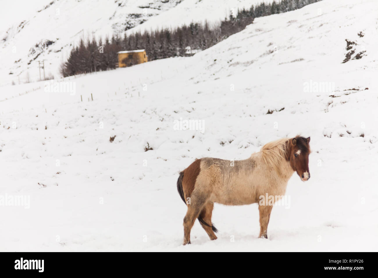 Group riding horse snow hi-res stock photography and images - Alamy