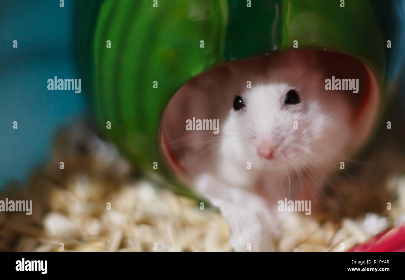 Cute Exotic Winter White Dwarf Hamster looking sad and lonely, feeling
