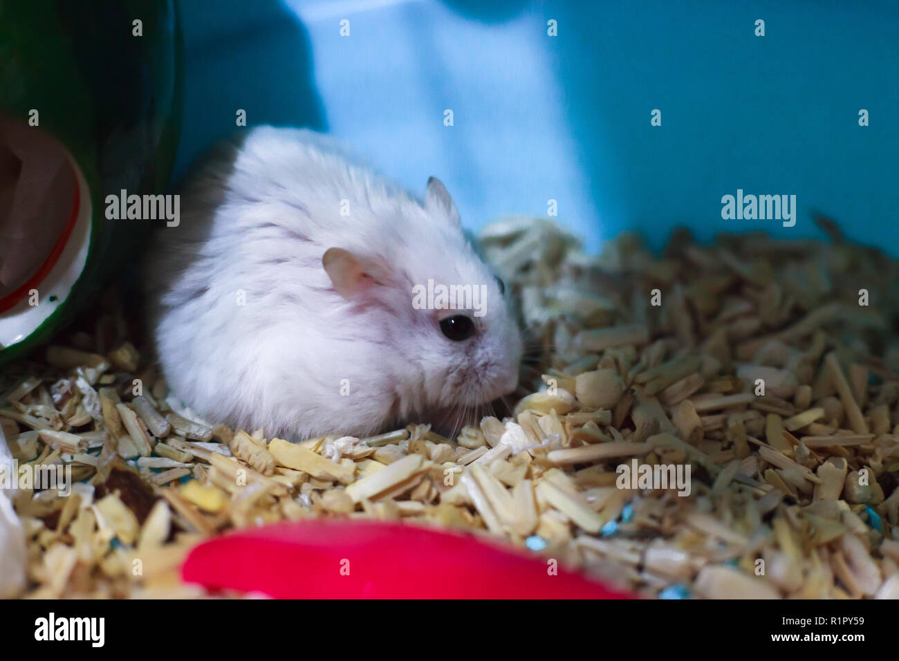 Cute Exotic Winter White Dwarf Hamster looking sad and lonely, feeling