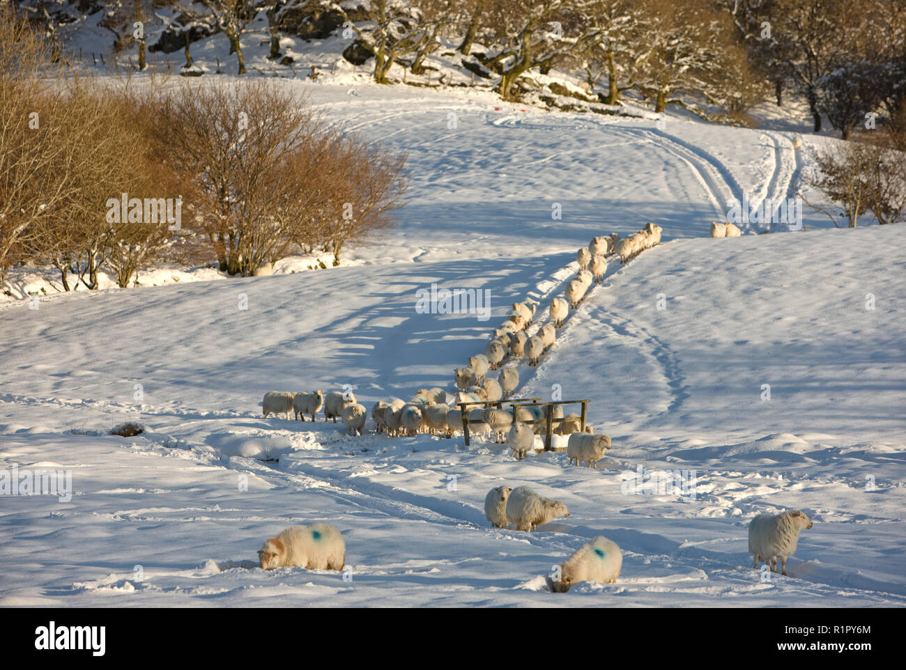 Sheep on snow Stock Photo