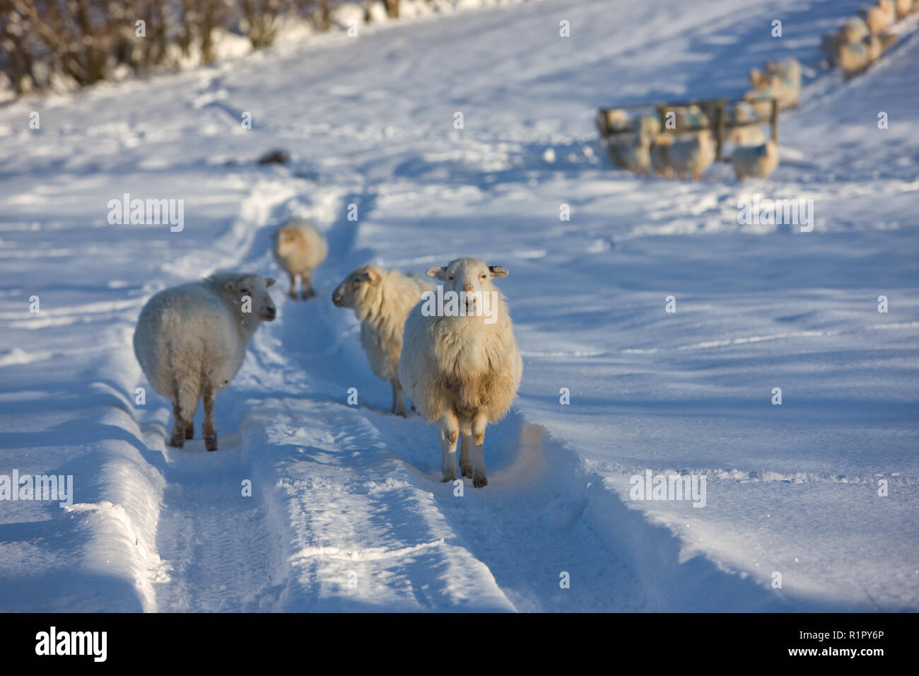 Sheep on snow Stock Photo