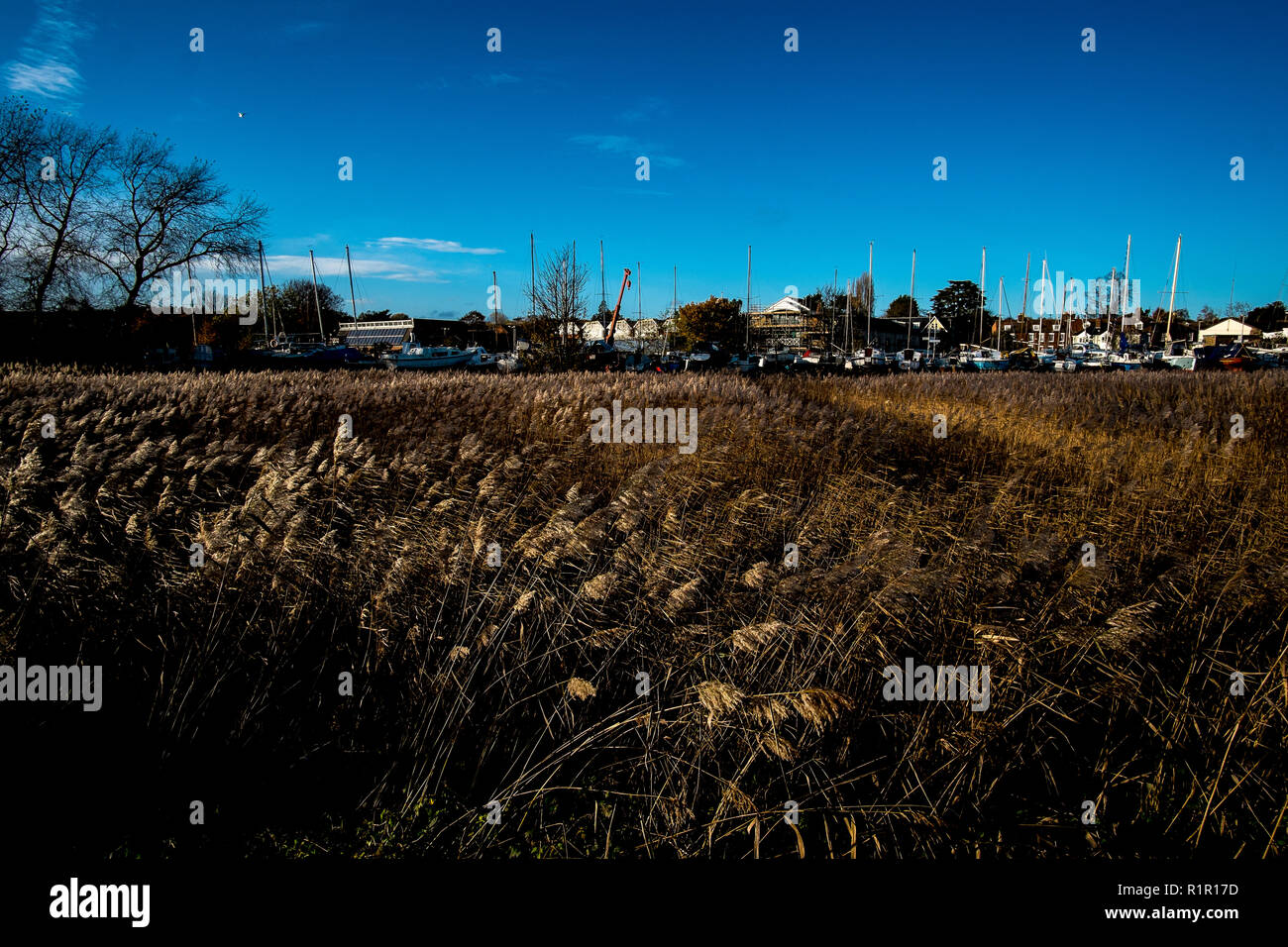 A field of reeds in Woodbridge, Suffolk Stock Photo - Alamy