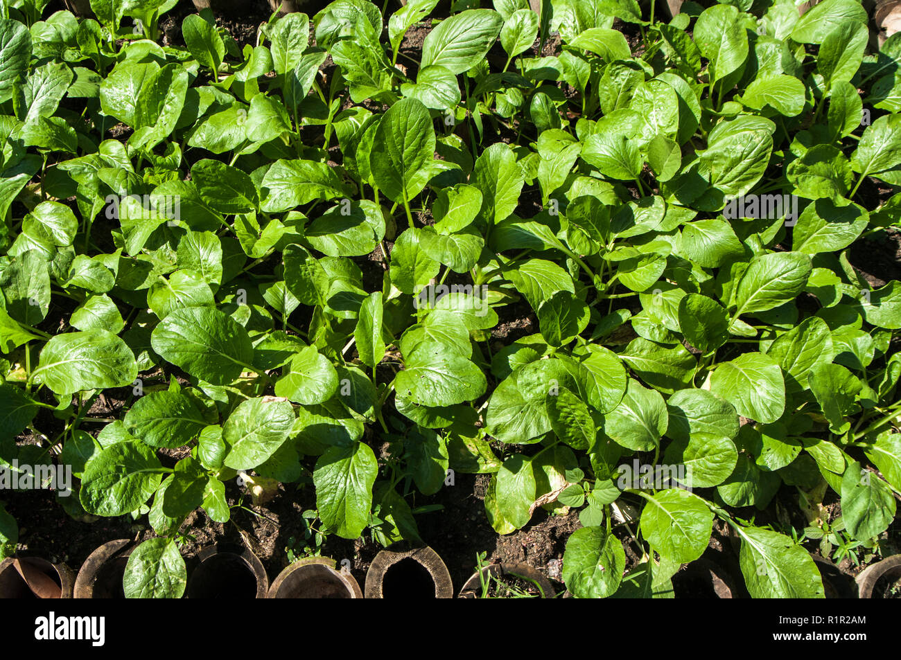 Background image leaves ; Vegetable plants Stock Photo - Alamy