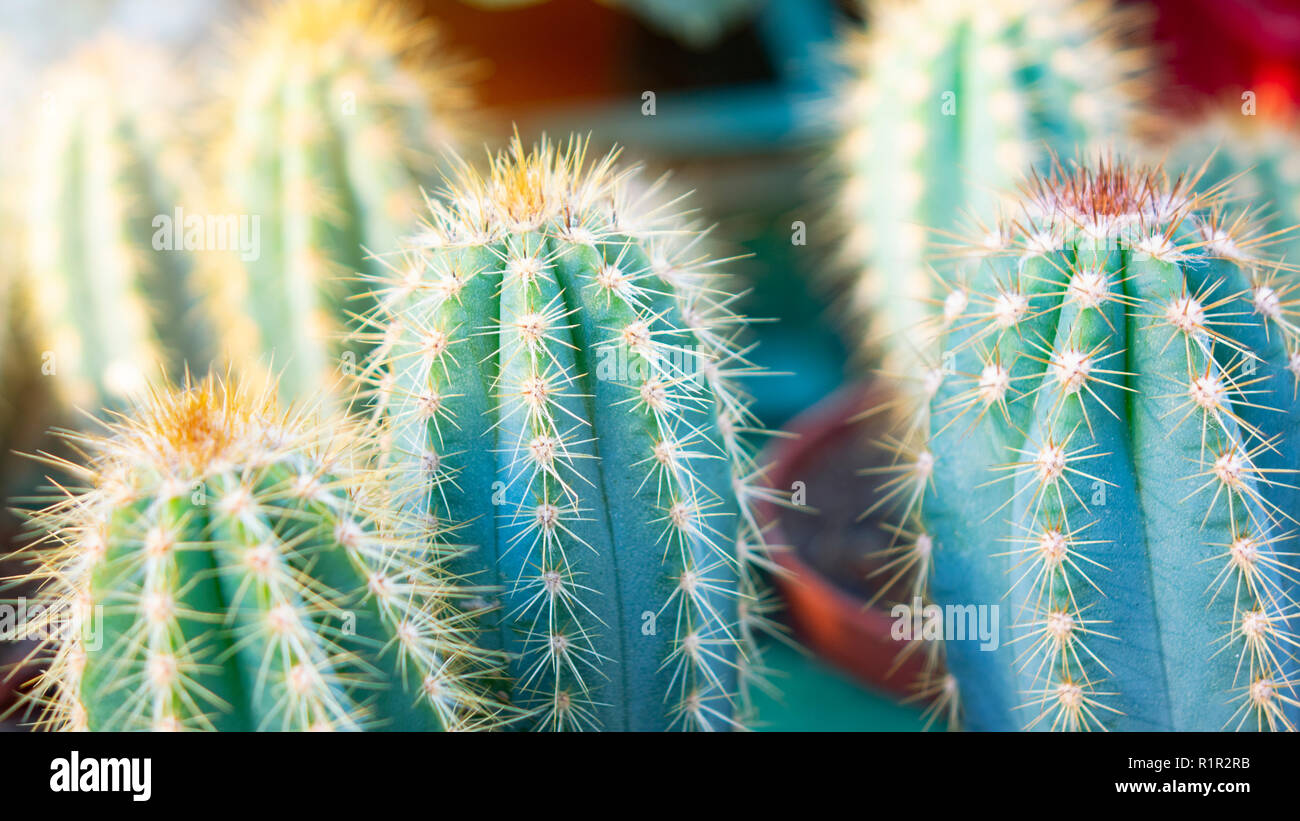 Various types of mini cactus, zebra plant Stock Photo Alamy